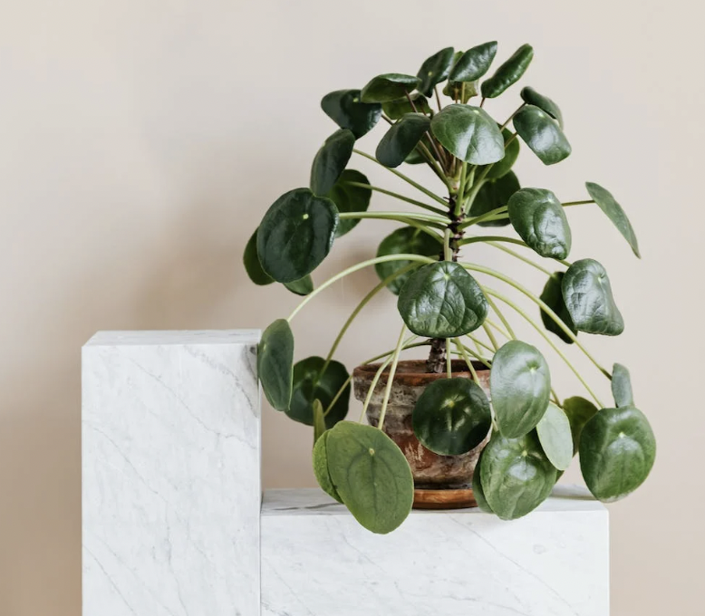 pannenkoekenplant-stekken