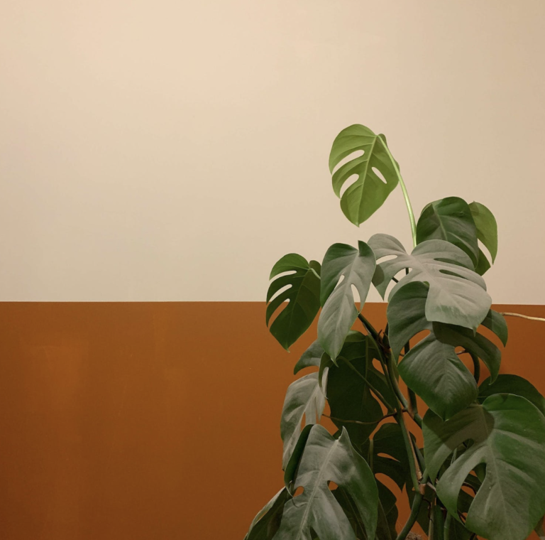 monstera-stekken