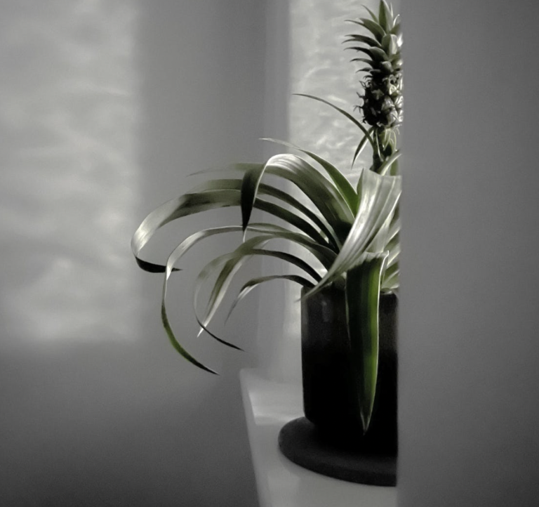 ananasplant-stekken
