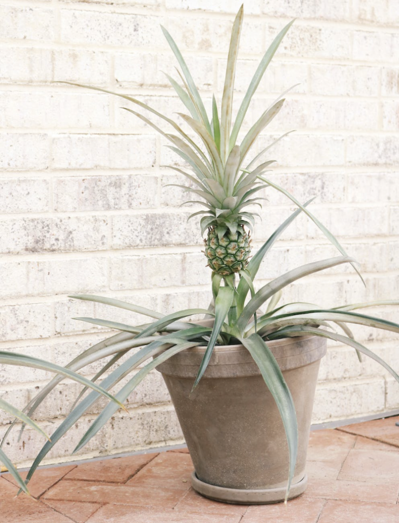 ananasplant-stekken