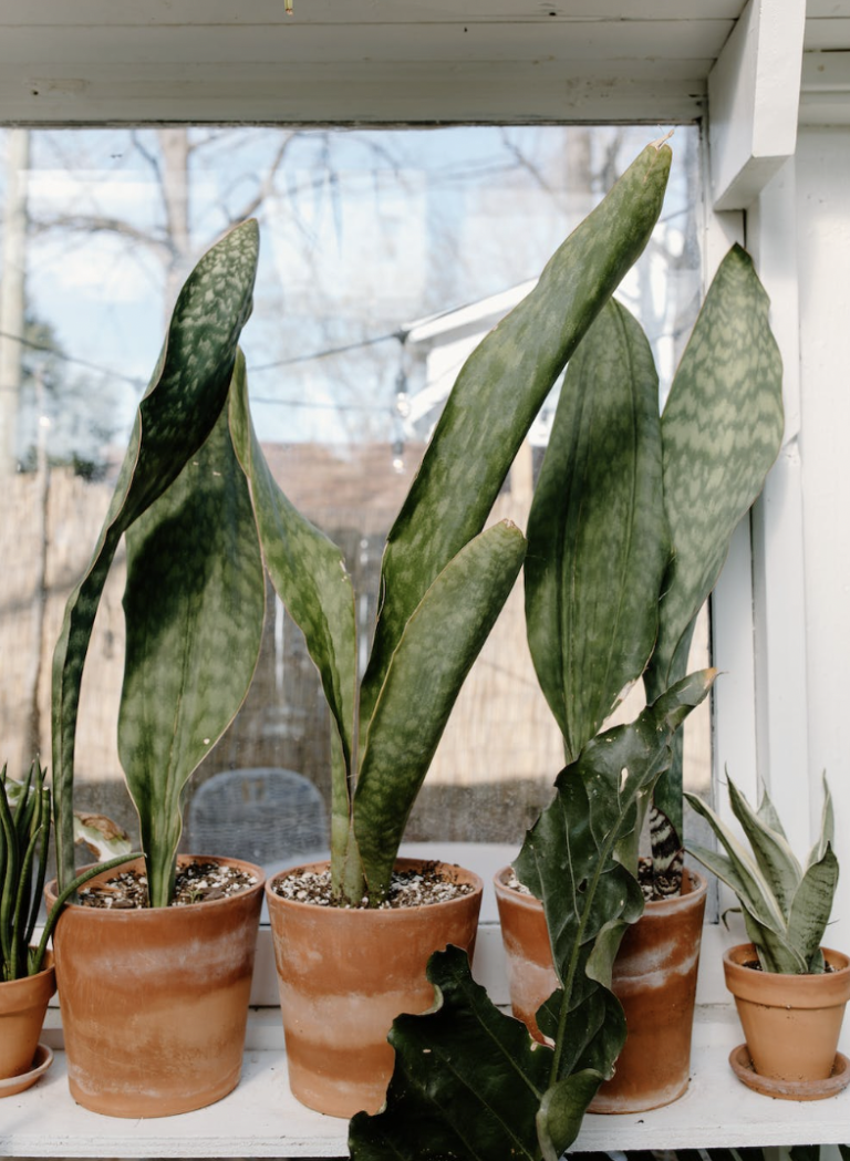 sanseveria-stekken