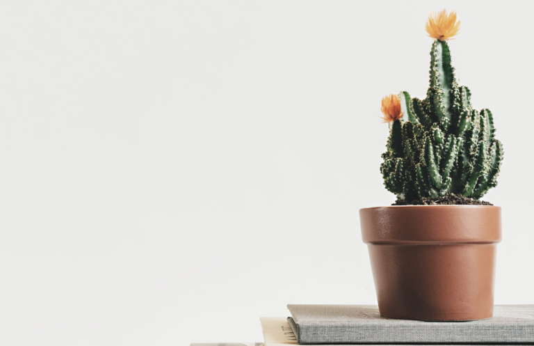 cactus-stekken