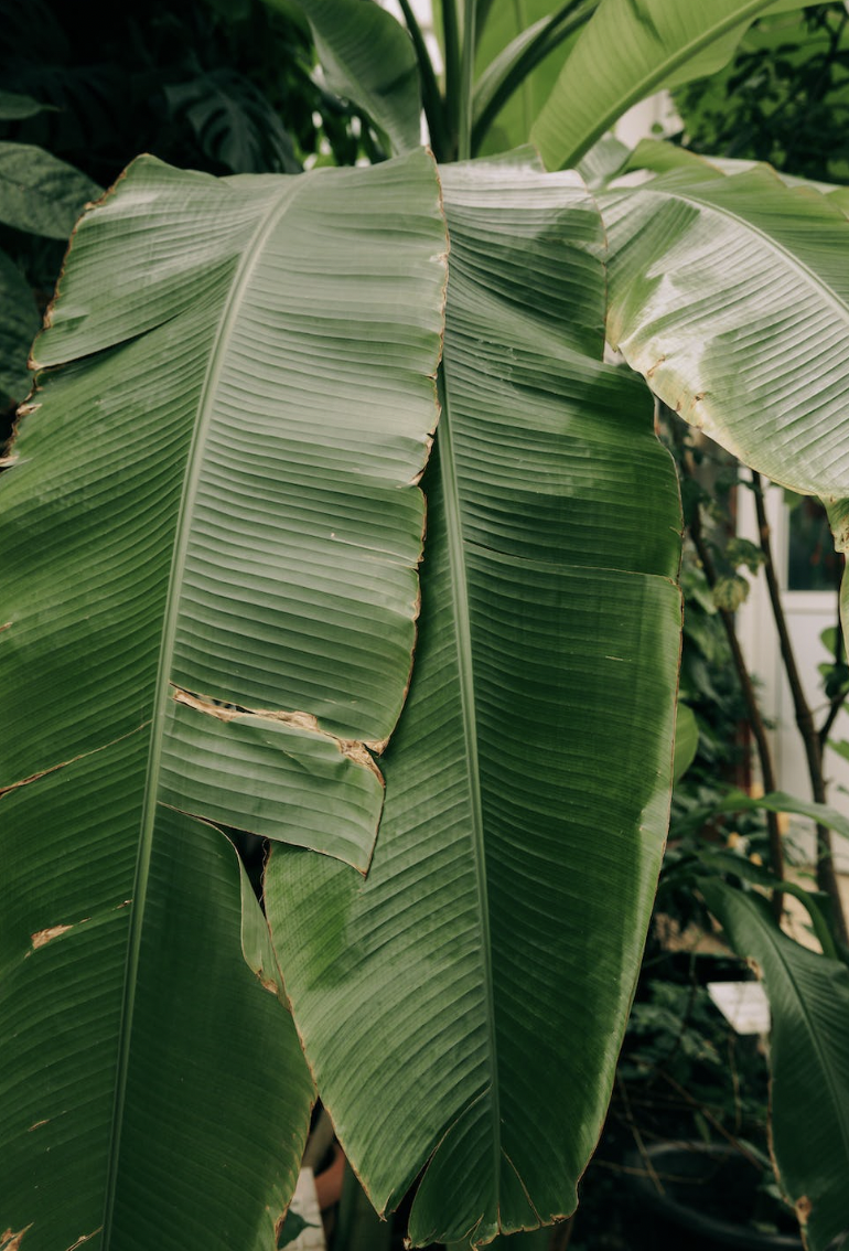 bananenplant-stekken
