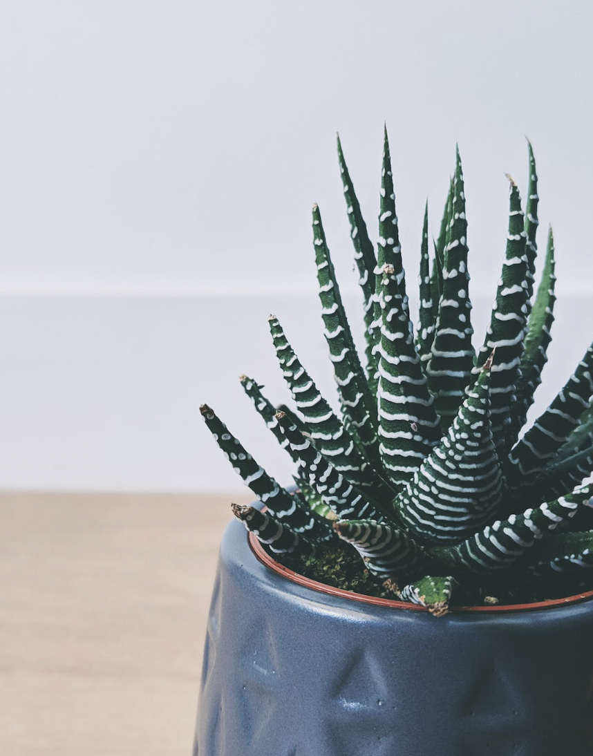 aloe-vera-stekken