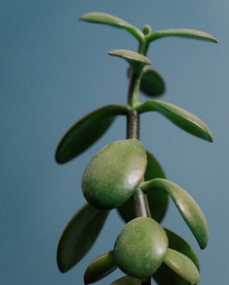 jade-plant-stekken