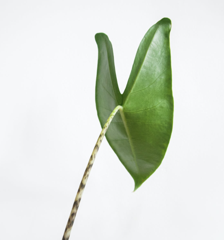 Alocasia stekken: hoe stek je een alocasia?