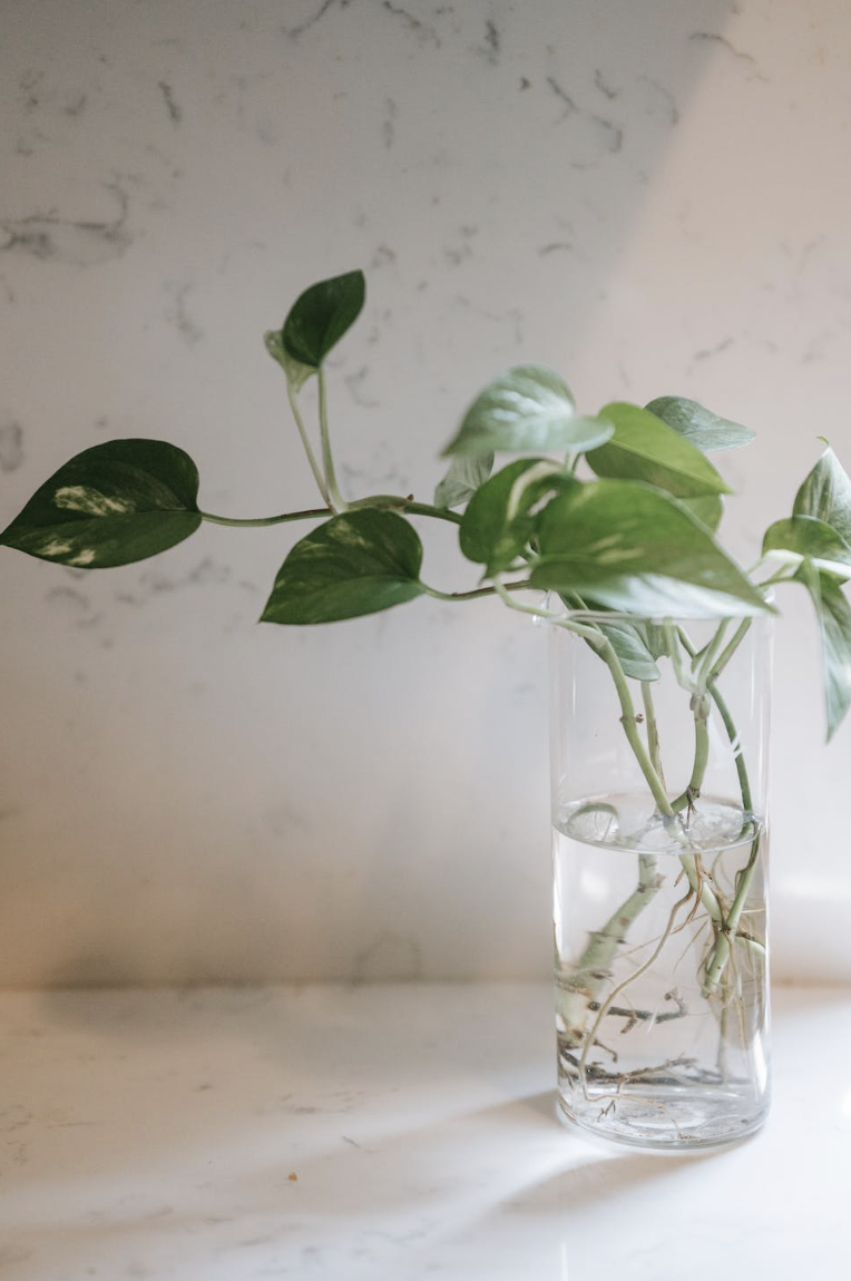 Planten stekken op water: eenvoudig en effectief
