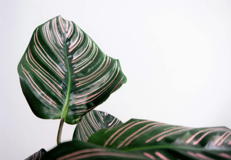 Calathea stekken: tips en stappen voor vermeerderen