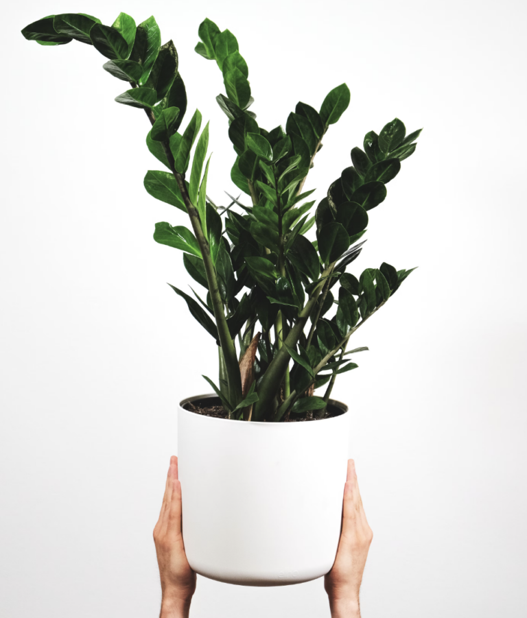 Gemakkelijke kamerplanten: onderhoudsvriendelijke planten voor beginners