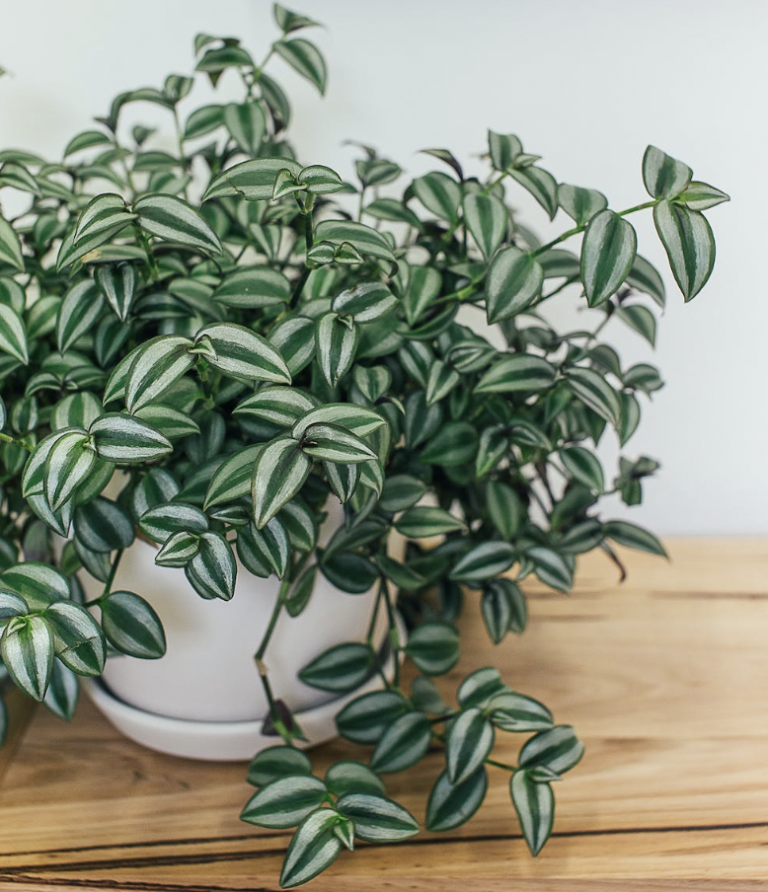 Kamerplanten stekken: tips en trucs voor beginners