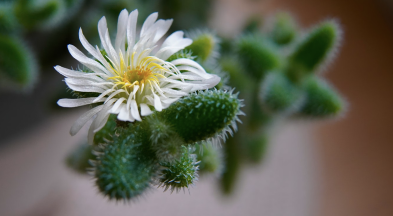 Augurkenplant stekken: tips & advies