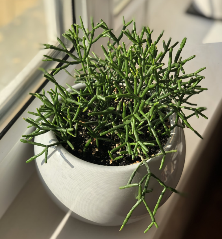 Rhipsalis stekken: hoe stek je een Rhipsalis?