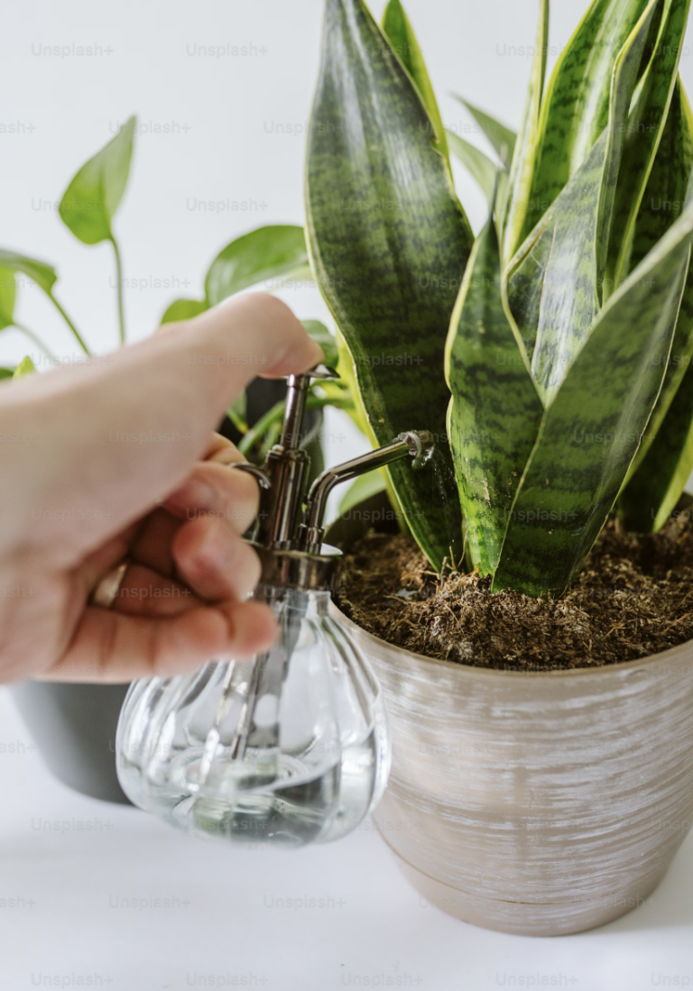 Planten water geven: waarop letten?