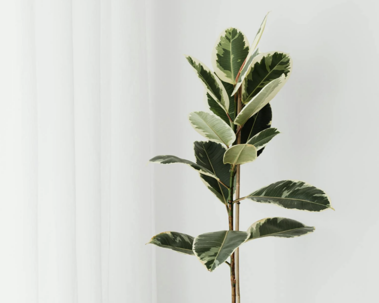 Rubberplant (ficus) stekken: tips en stappenplan
