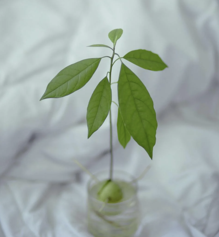 Avocadoplant stekken in 8 stappen