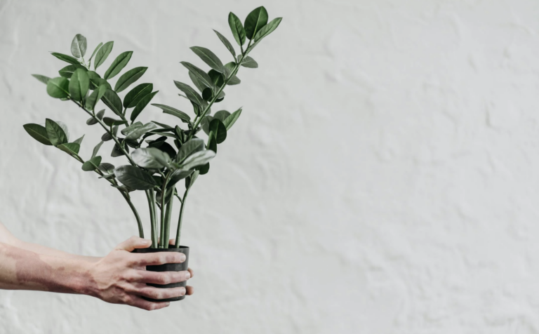 De top 5 sterkste kamerplanten: gemakkelijk te onderhouden groene gezelschap