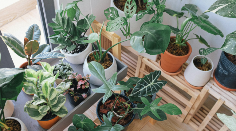Waarom laat mijn plant zijn bladeren vallen?