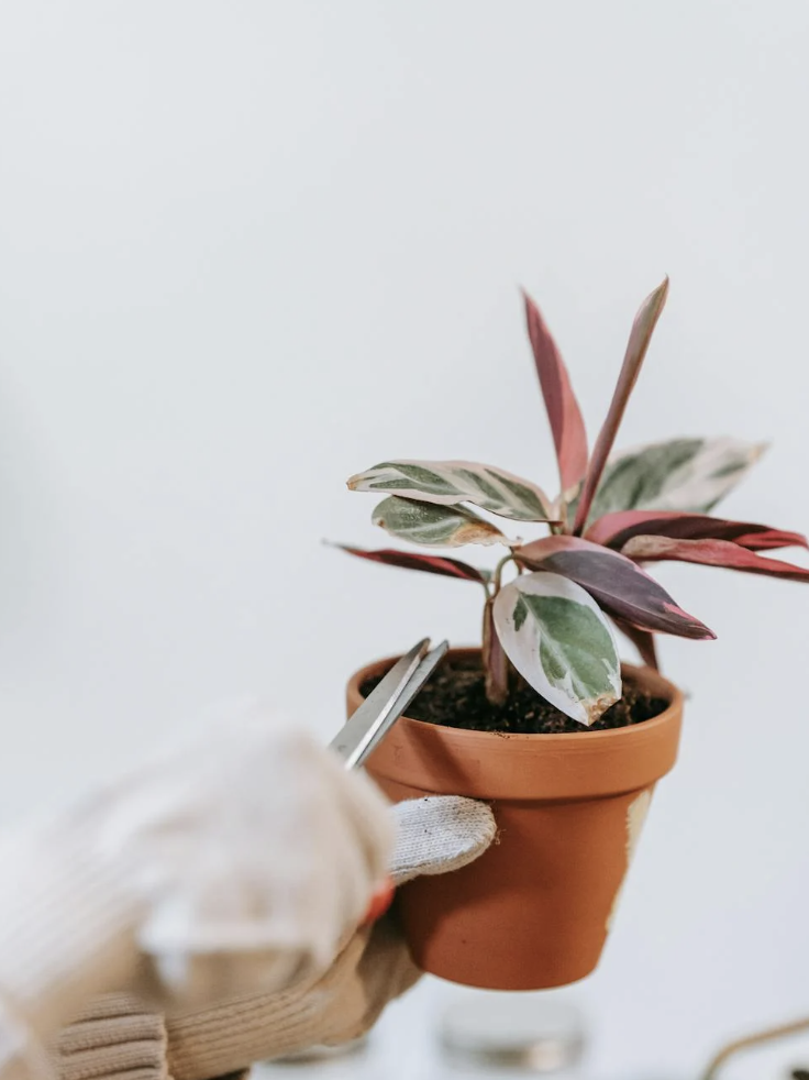 Kamerplanten snoeien: tips voor gezonde groei