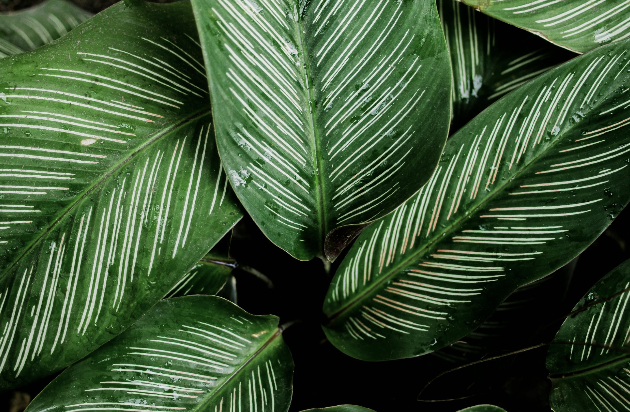 calathea-verzorging